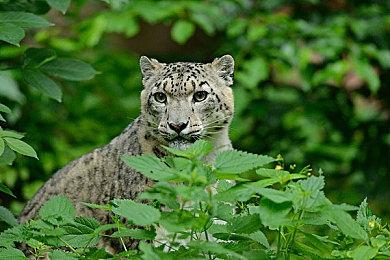 2D和3D玩法的《星之卡比》新作都在开发商计划内